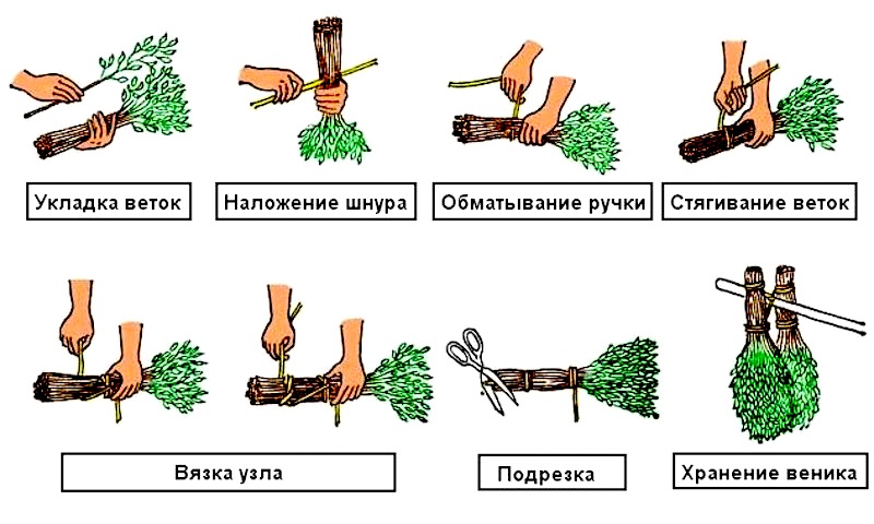 Вязать веники когда заготавливать Вязать веники когда заготавливать