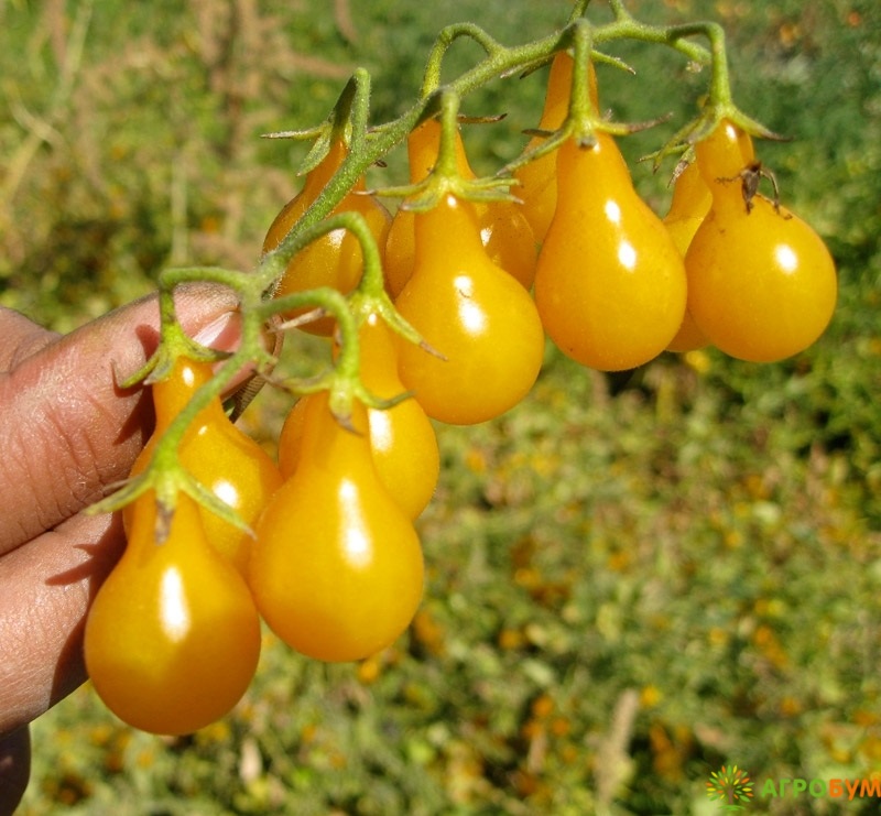 Tomato viagra ebay Tomato viagra ebay