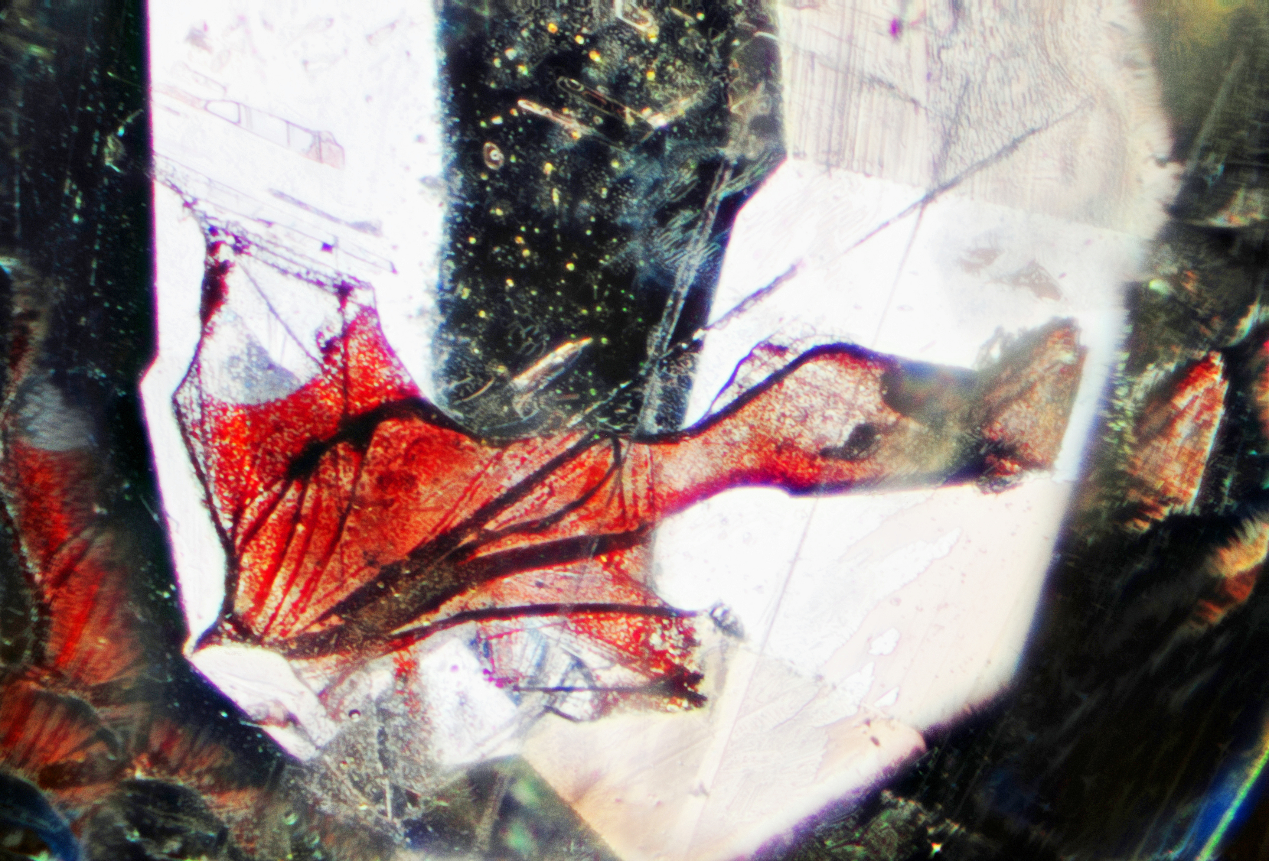 SP_0036ae_df_100x_2_edit.jpg
