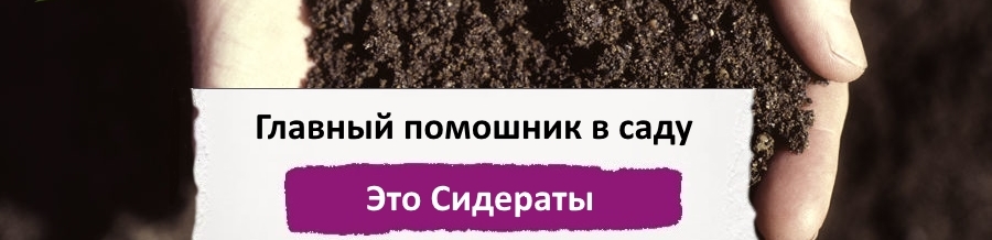 Что такое сидераты, виды сидератов, применение сидератов, Горчица, фацелия, овес, люцерна. Что такое сидераты, виды сидератов, применение сидератов, Горчица, фацелия, овес, люцерна.