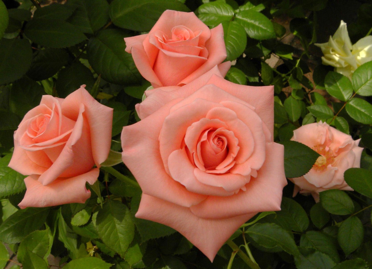 Чайные розы фото красивые