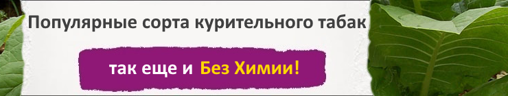 Семена табака курительного табака купить! Семена табака с доставкой Почтой России наложенным платежом и курьером по Москве Семена табака курительного табака купить! Семена табака с доставкой Почтой России наложенным платежом и курьером по Москве