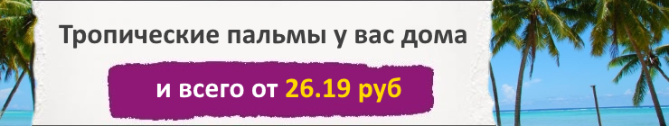 Купить Семена Пальмовых, цена низкая, доставка почтой наложенным платежом по России, курьером по Москве - интернет-магазин АгроБум Купить Семена Пальмовых, цена низкая, доставка почтой наложенным платежом по России, курьером по Москве - интернет-магазин АгроБум
