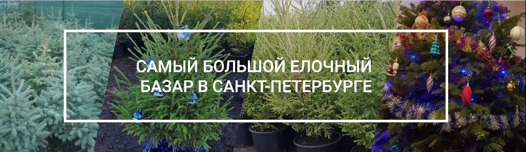 Елочный базар в Санкт-Петербурге