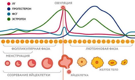 Физиология менструационного цикла презентация