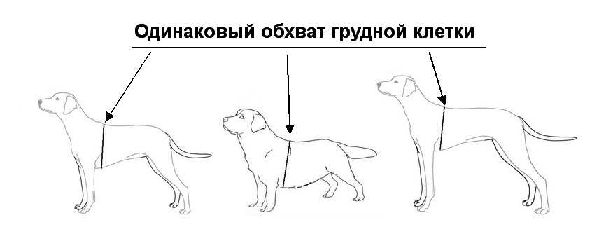 Как правильно измерить рост собаки в холке фото