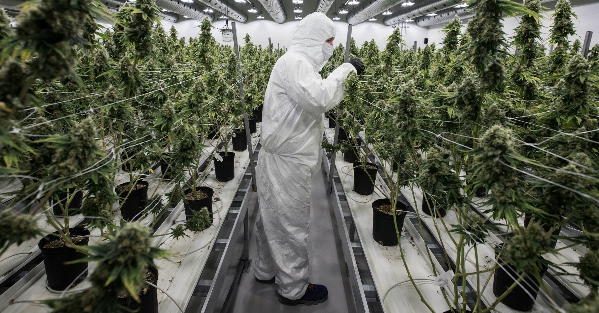 проращивание семян марихуана