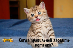 Завели котенка? Будьте для него родителями!