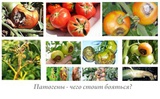 Патогены. В чем опасность?