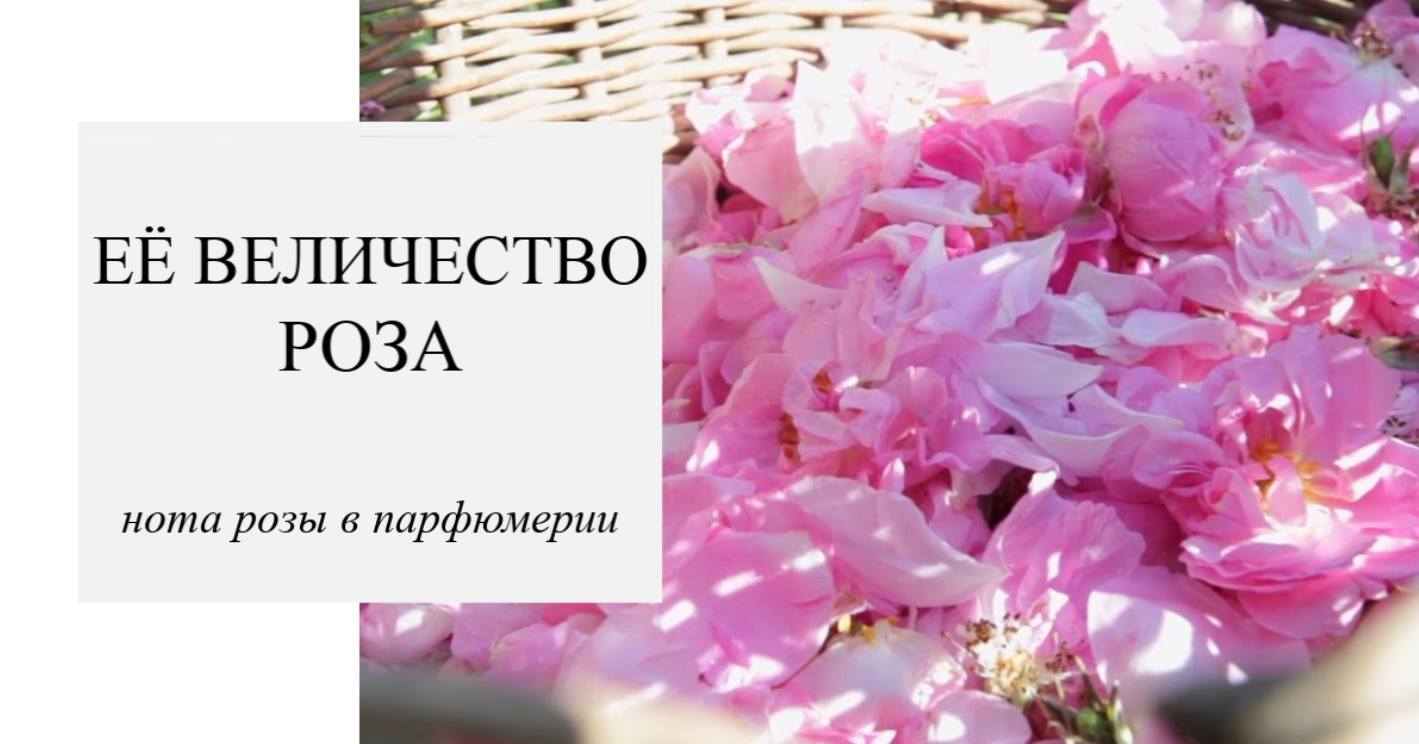 Нота февраля - роза Нота февраля - роза
