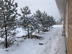 Вдоль Общественного центра «Романовского Парка» высажены сосны