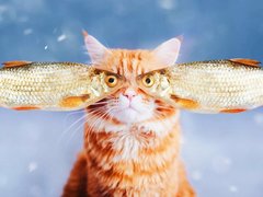 Можно ли кормить кошку рыбой?
