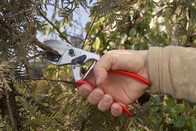Обзор садовых секаторов FELCO, Okatsune, Due Buoi Обзор садовых секаторов FELCO, Okatsune, Due Buoi