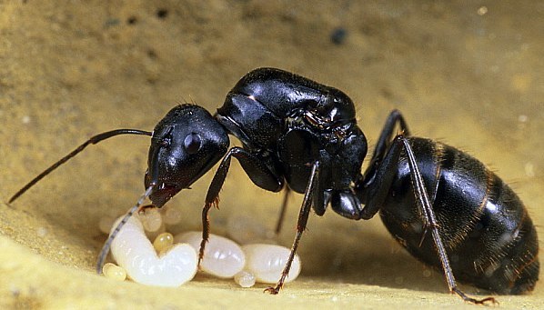 Муравьи Camponotus japonicus | Полезная информация — интернет-магазин 4ants