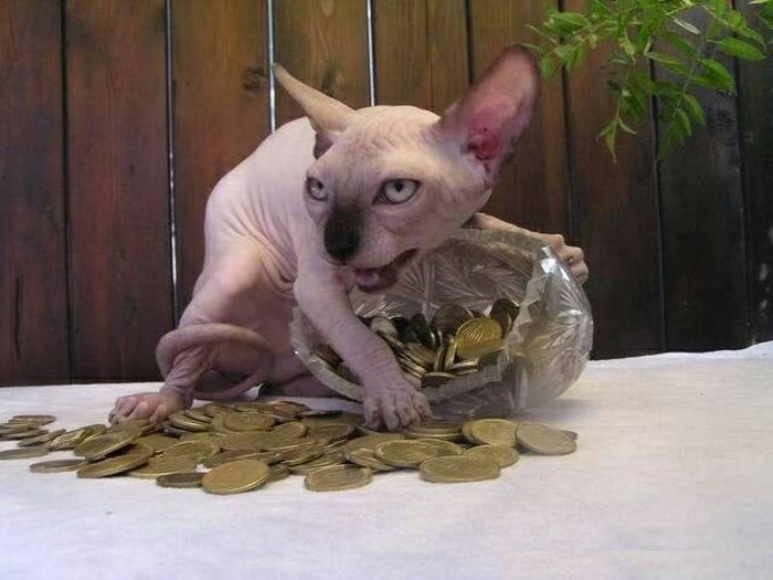 Корм,деньги, два кота Корм,деньги, два кота