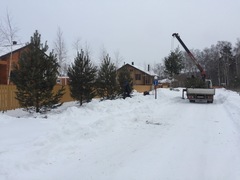 Посадка сосен на улице «Романовского Парка»