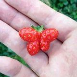 Скоро на всех огородах страны)))