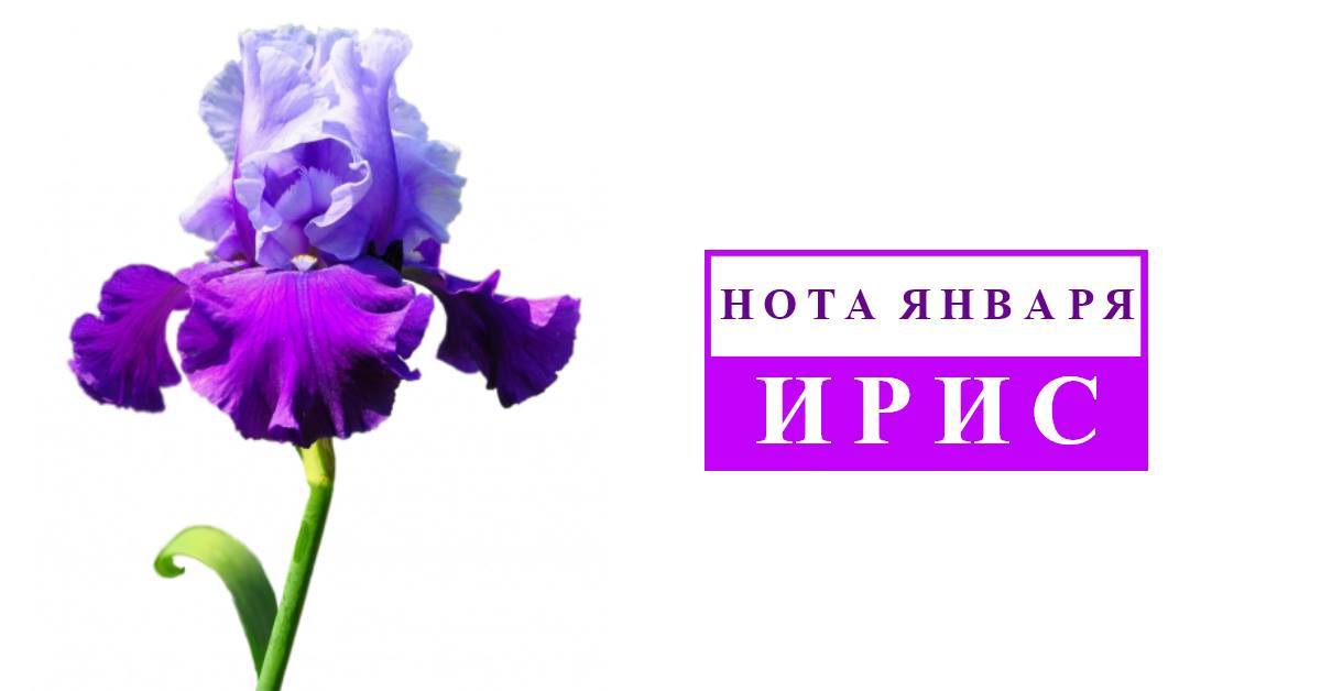 Нота января - ирис Нота января - ирис