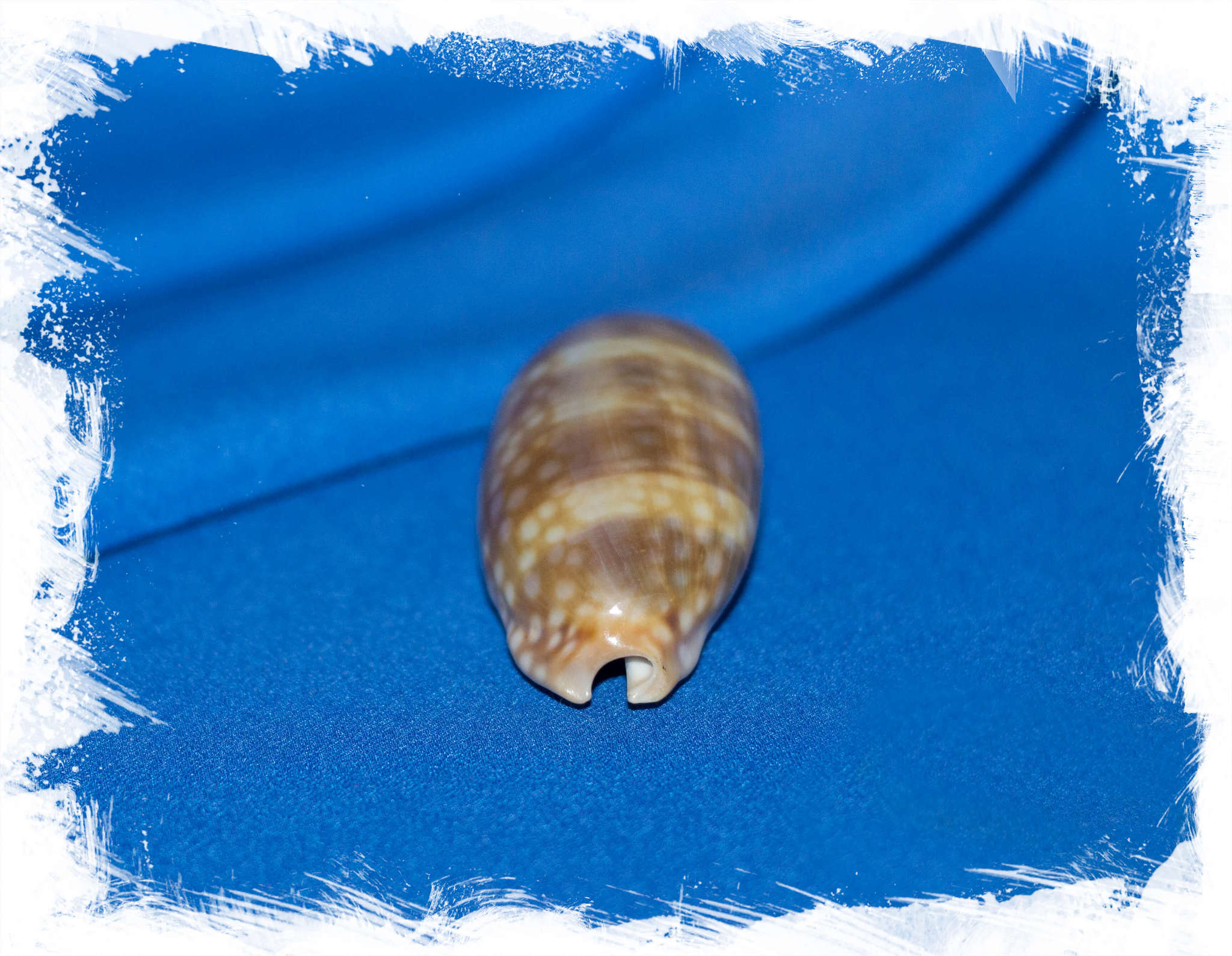 Ракушка Ципрея зебра, Cypraea zebra. Купить