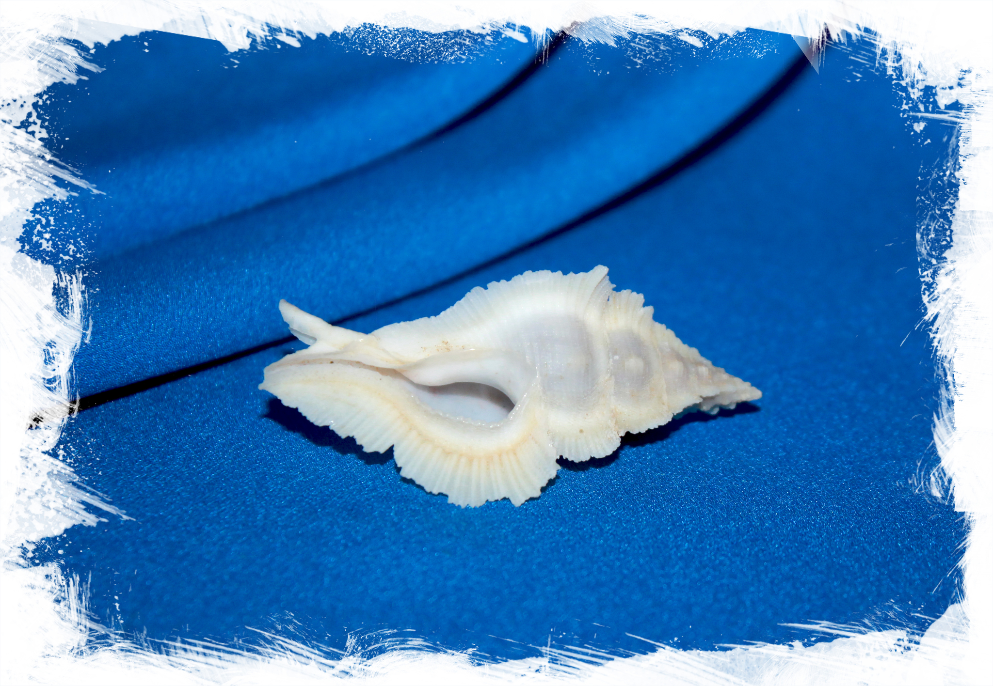 Морская раковина Птеринотус Пиннатус, Pterynotus pinnatus. Купить