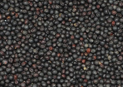 Рапс семена BIO, 500 гр (Италия)