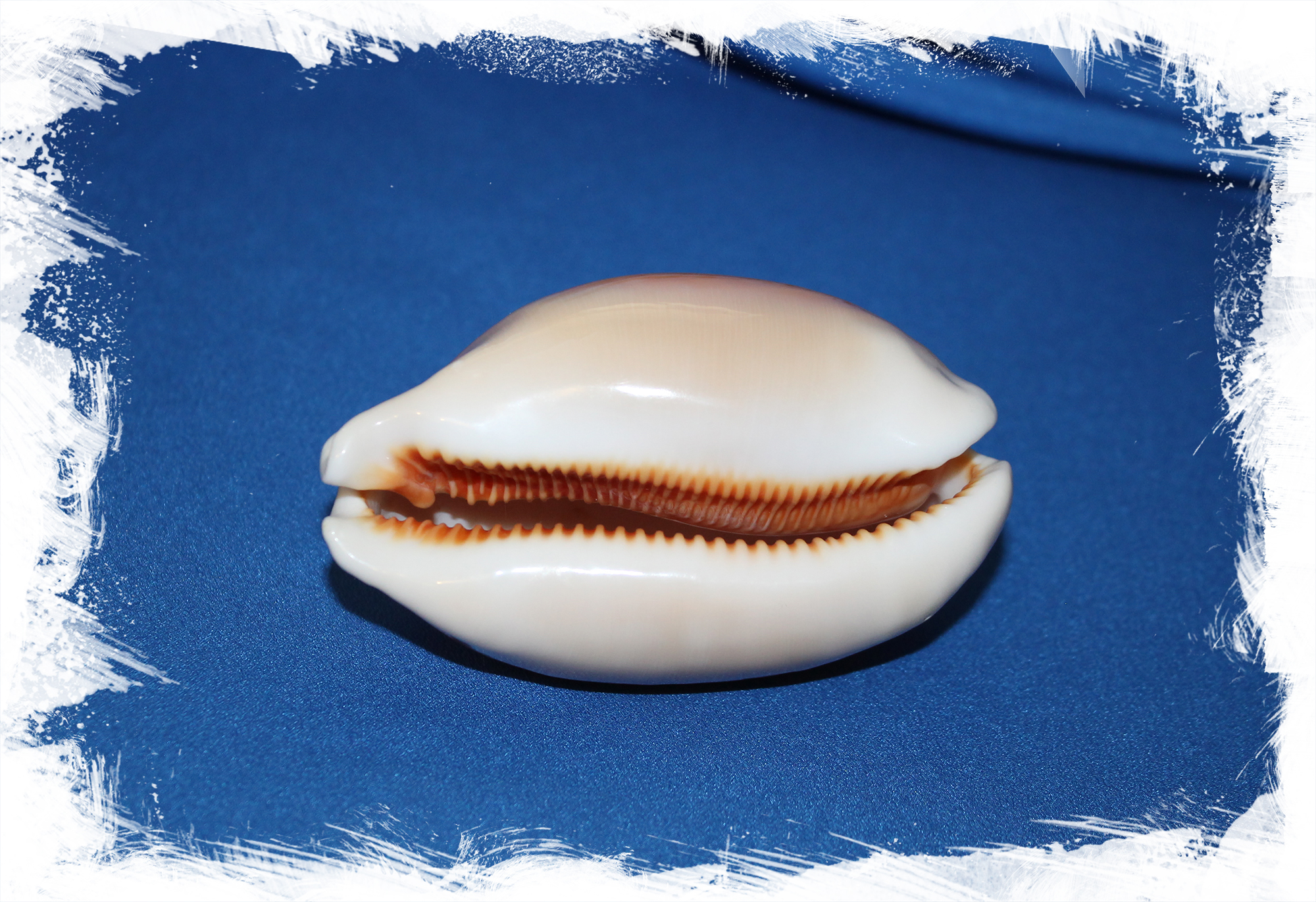Раковина Cypraea aurantium, золотая ципрея