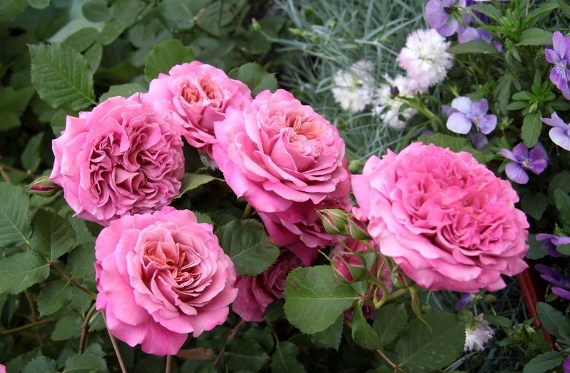  Agnes Schilliger (MASasch) агнЭсс шийижЭ Massad Франция, 1997