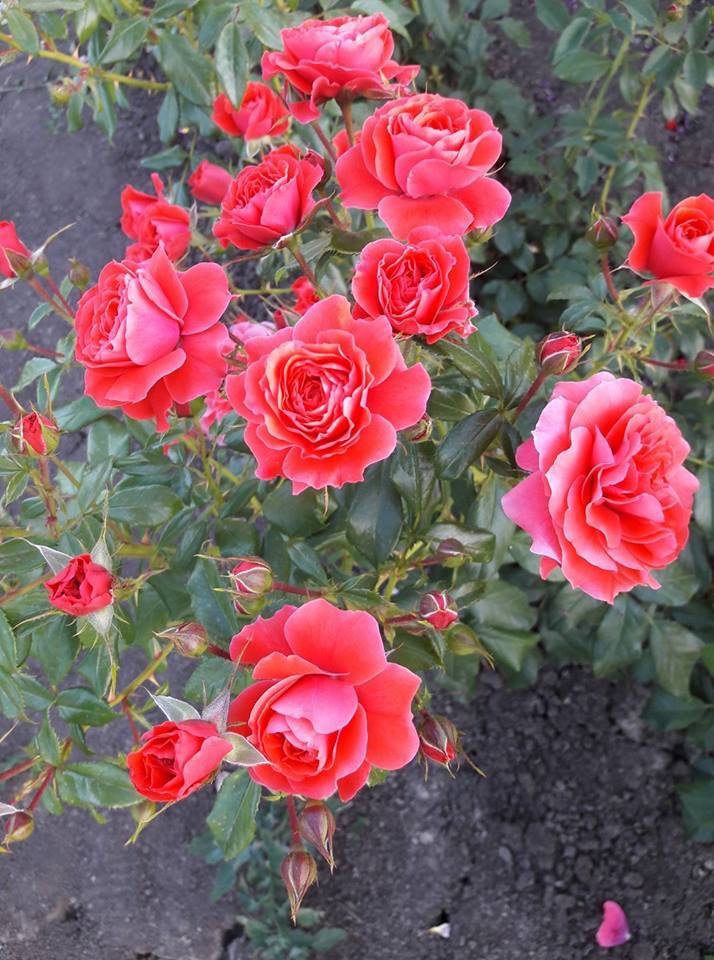 Роза тосканини фото и описание