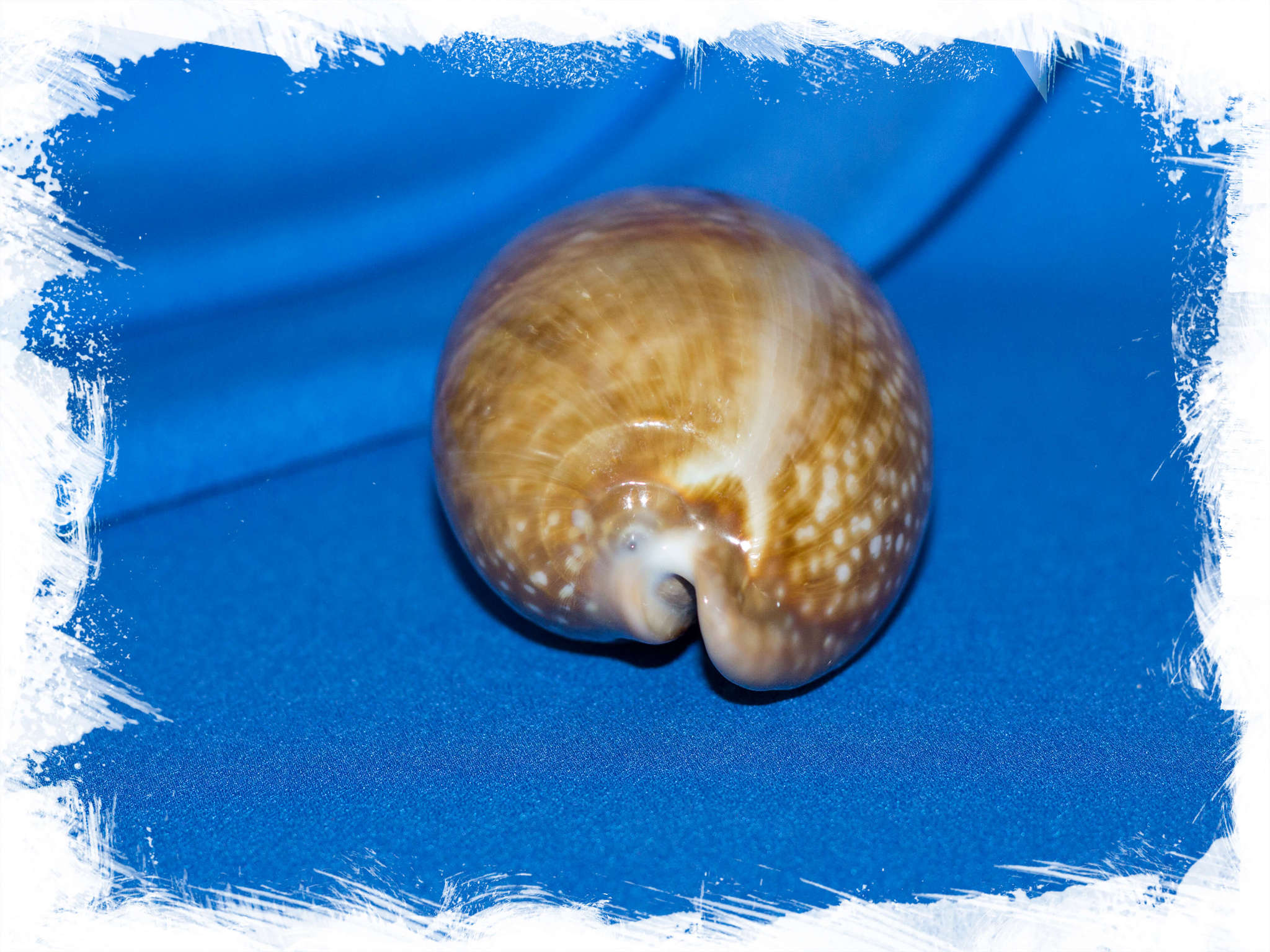 Раковина Ципрея олень, Cypraea cervus, Macrocypraea cervus. Купить