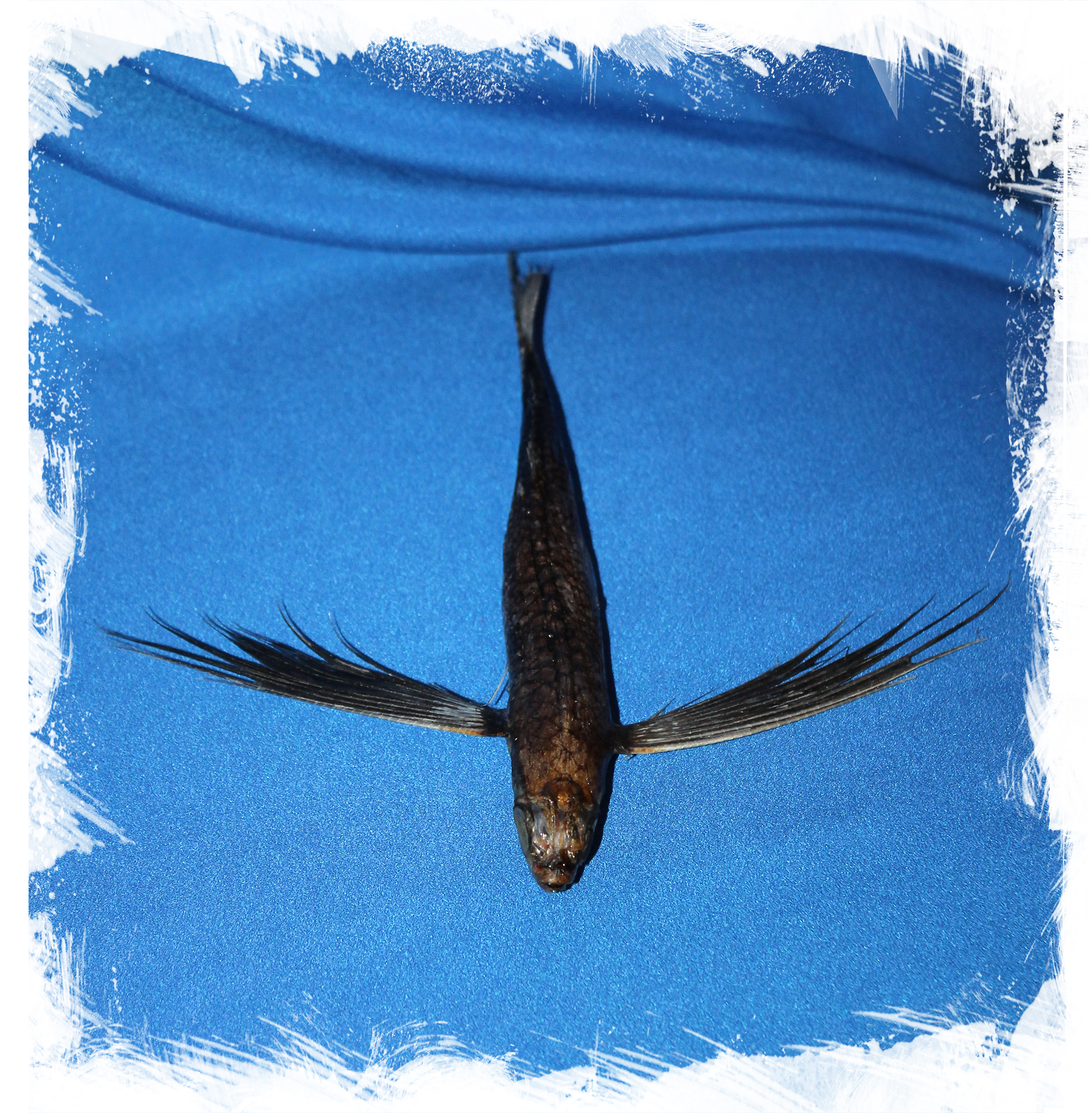 Летучая рыба, Exocoetus volitans для коллекции и декора. Купить